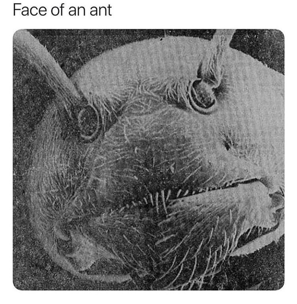 Лицо муравья под микроскопом